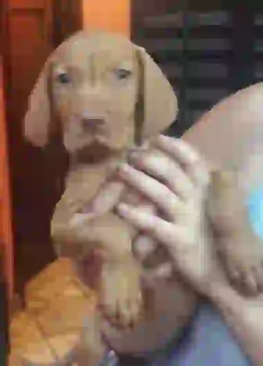 El nuevo integrante de la manada