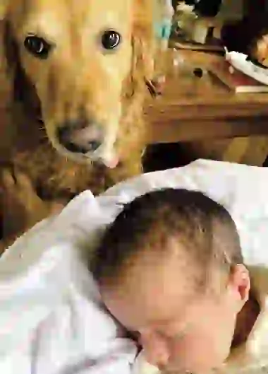 Simba, la custodia fiel de Indalecio, el hijo de Luli