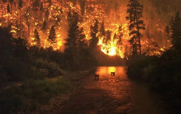 ¿Cómo sobreviven los animales a los incendios?
