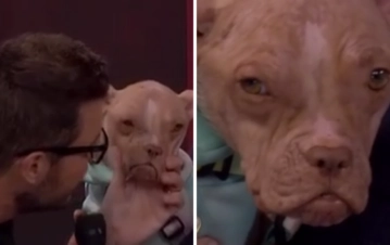 Marcelo Tinelli llevó a la perrita que adoptó a Showmatch y reflexionó: "He comprado muchos perros pero..."