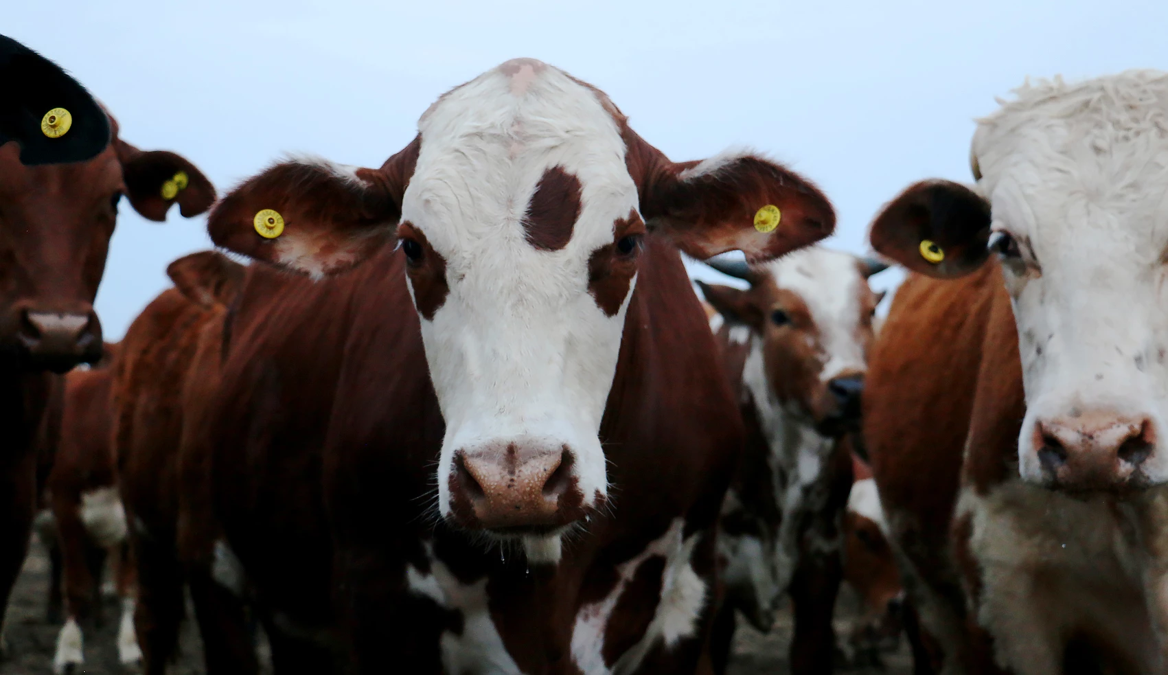 Carne argentina, sustentabilidad