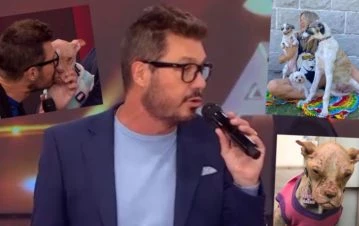 Marcelo Tinelli habló de los perritos “especiales” que adoptaron con Guillermina Valdés para su casa de Nordelta: “Todos son…”