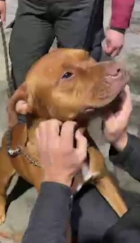 El perro al que ayudó Marixa Balli