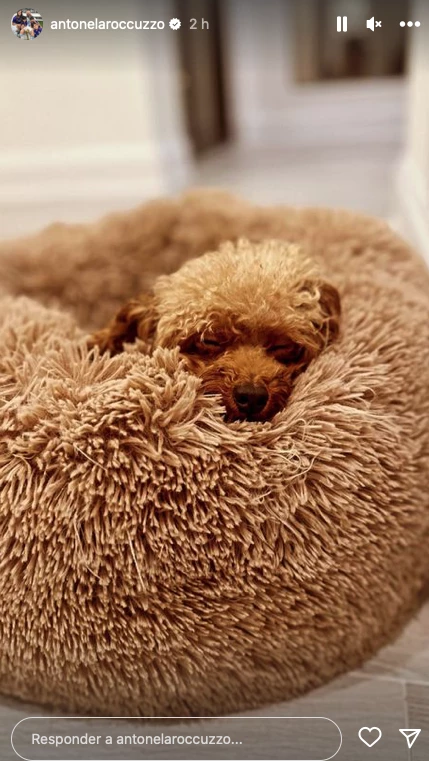 Antonela Roccuzzo mostró a su perro