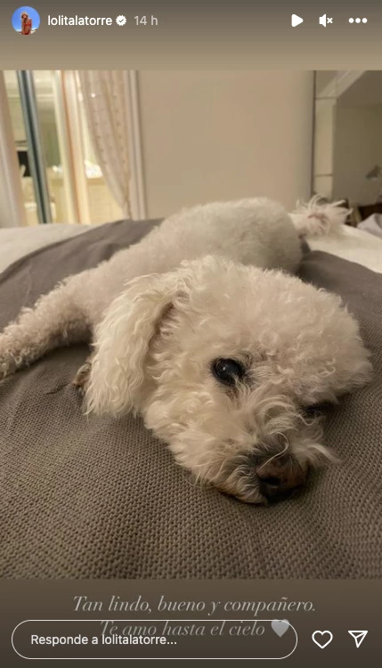 Murió el perro de Diego Latorre y Yanina Latorre