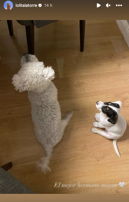 El dolor de la familia Latorre por la muerte de su perro
