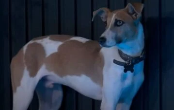 Acusaron a un participante de Gran Hermano de lastimar a Arturo, la mascota de la casa