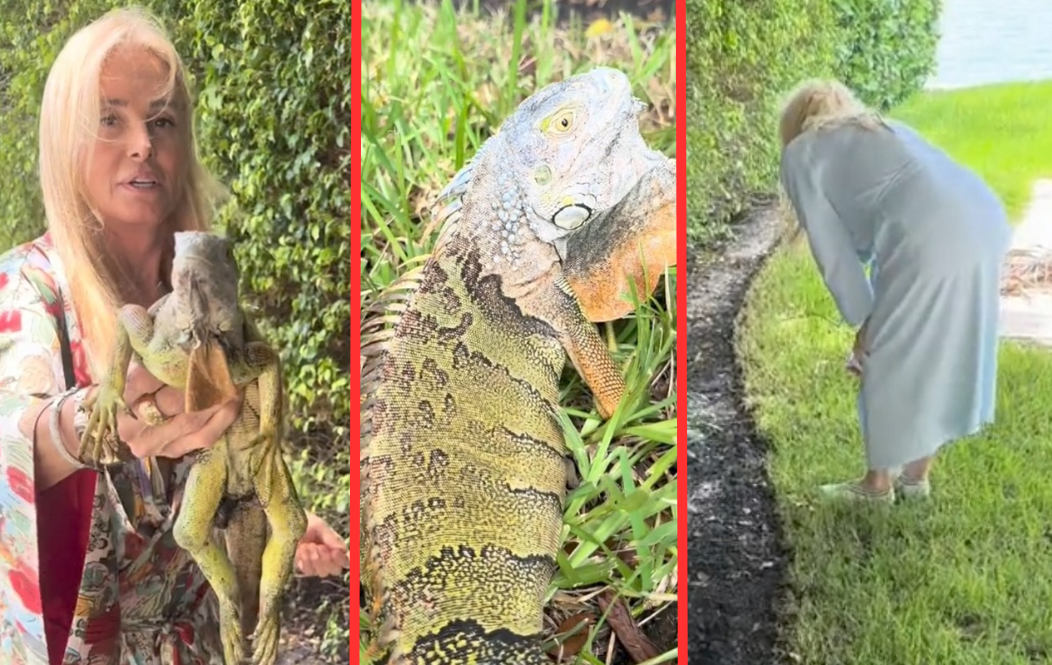 El divertido momento que Susana Giménez y su hija protagonizaron con una iguana en Miami