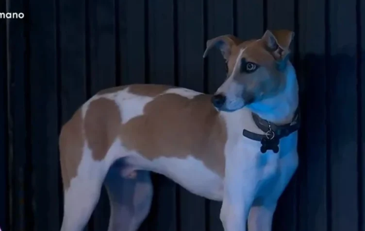 La importante y divertida tarea que tiene Arturo, el perro de Gran Hermano