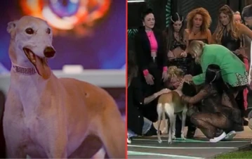 Se conoció el motivo por el que Paris, la perrita de Gran Hermano, no puede regresar a la casa