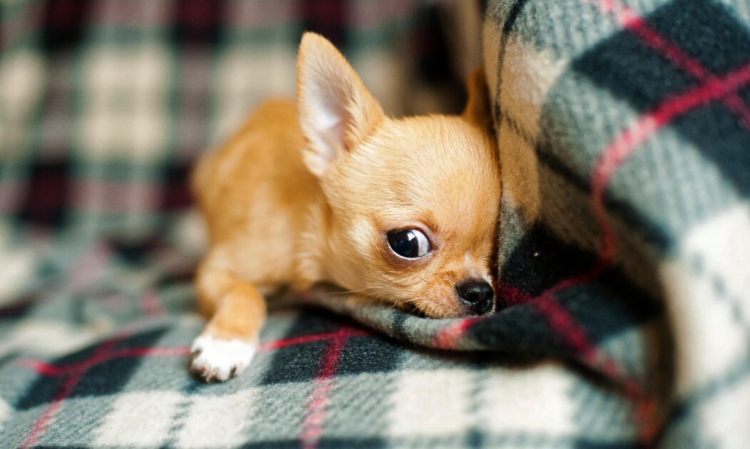 7 cosas que podés hacer para que tu chihuahua no sea agresivo ni malhumorado, según adiestradores