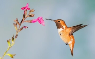 Colibrí. (iStock)