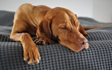 Por qué los perros giran en círculos antes de acostarse: la explicación que revela su instinto