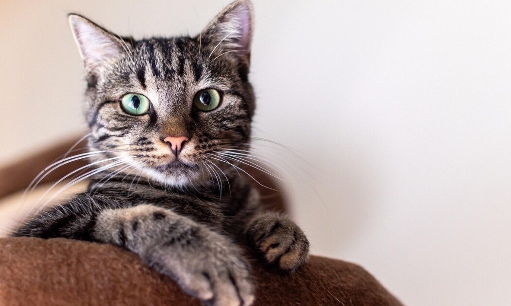 Las 7 señales de que tu gato te ama (aunque no lo demuestre como un perro)