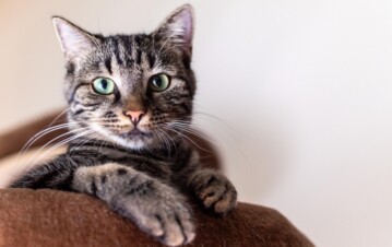 Las 7 señales de que tu gato te ama (aunque no lo demuestre como un perro)