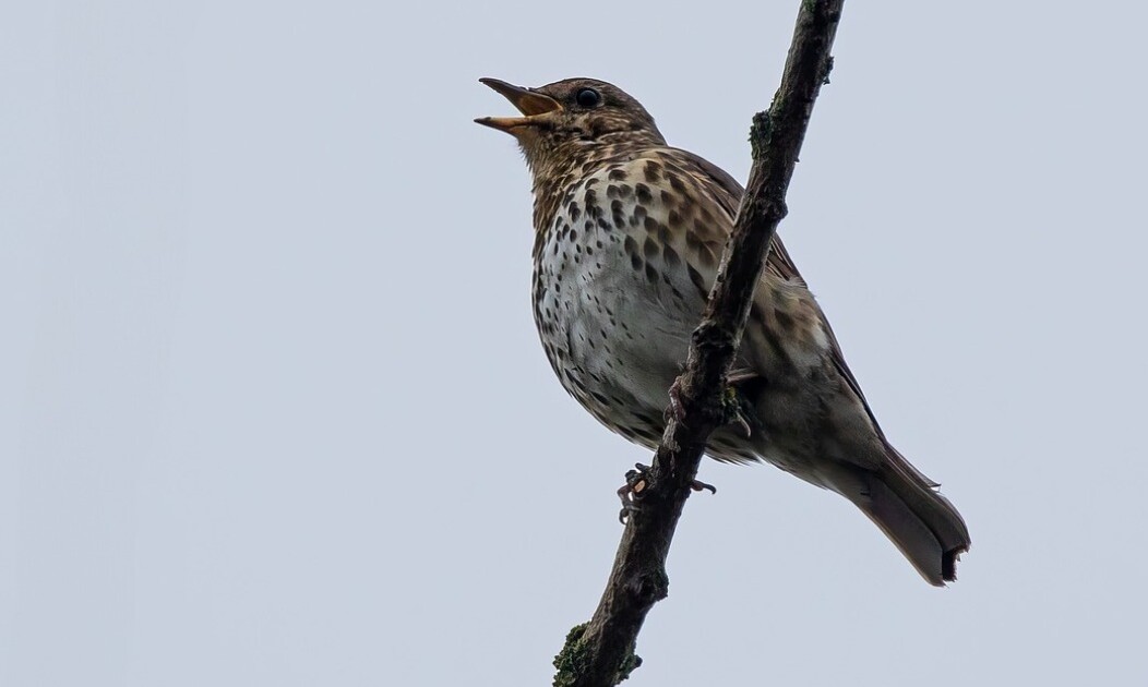 Por qué es bueno escuchar zorzales cantar en tu casa o jardín