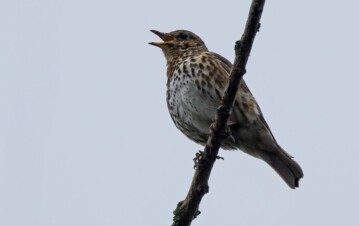 Por qué es bueno escuchar zorzales cantar en tu casa o jardín