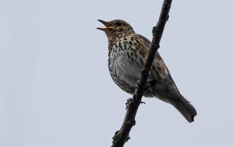Por qué es bueno escuchar zorzales cantar en tu casa o jardín. (Pïxabay)