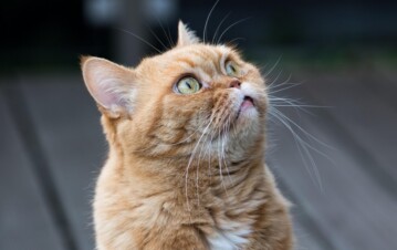 Qué siente tu gato cuando traés otra mascota a casa y cómo reconocer sus emociones, según los expertos