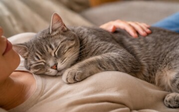 Qué significa que tu gato duerma sobre tu pecho: la explicación de los expertos