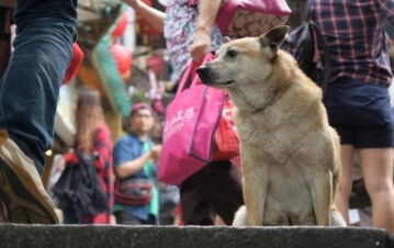 Qué significa que una persona acaricie perros en la calle, según la psicología.
