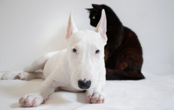 Tener mascota ya es un lujo: cuánto cuesta mantenerla y qué es la "petflación"