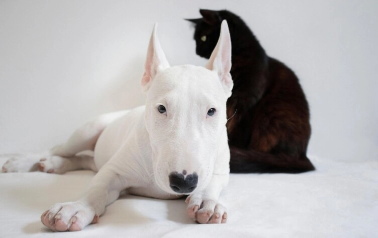 Día del Animal: cuánto cuesta mantener una mascota en Argentina y qué es la petflación. (Pixabay)