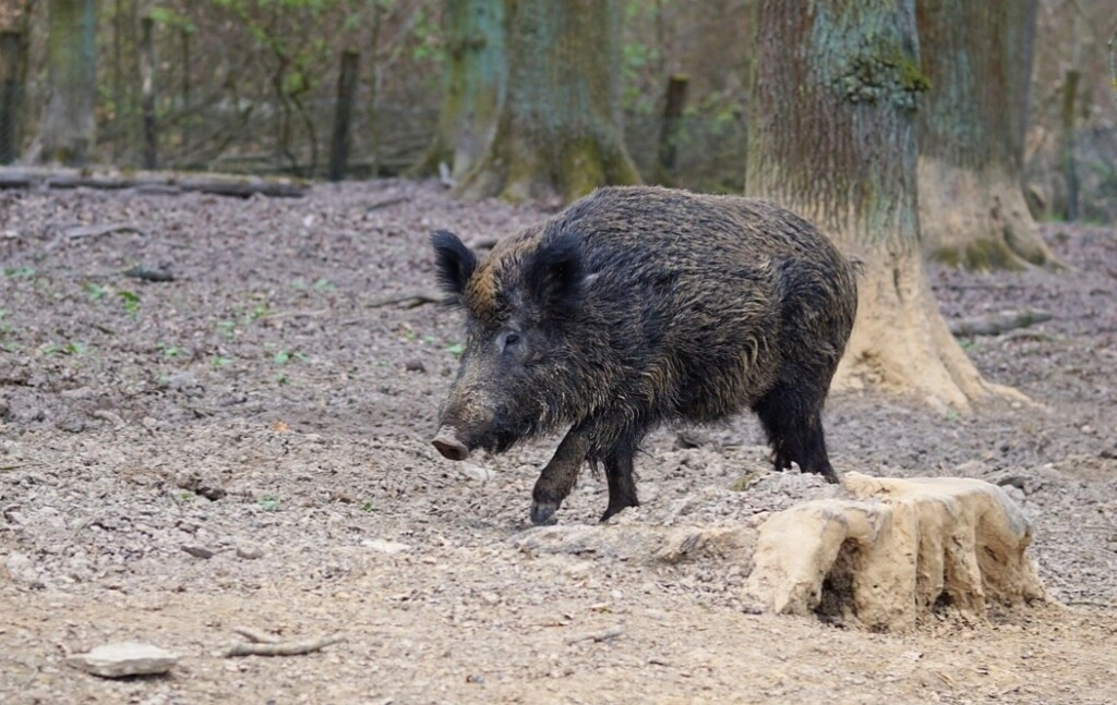 El jabalí no es originario de Argentina. (Pixabay)