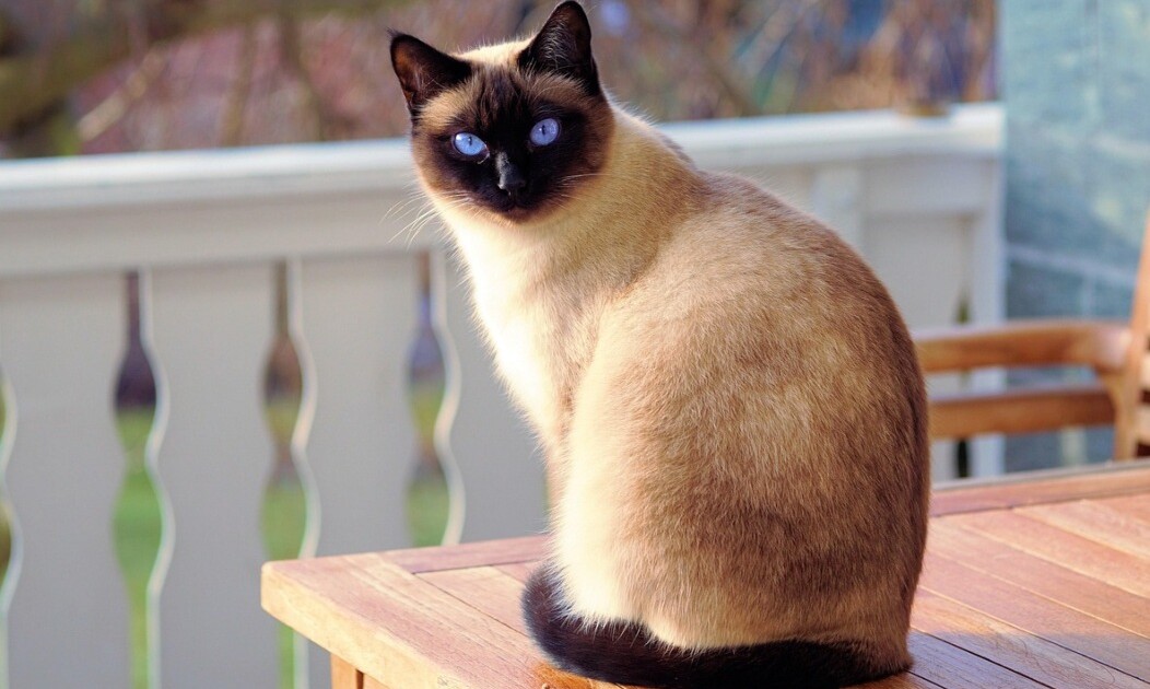 La verdadera razón por la que tu gato te ignora cuando llegás a casa (y no es lo que pensás)