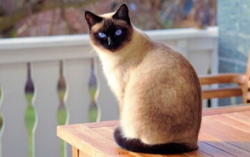 La verdadera razón por la que tu gato te ignora cuando llegás a casa (y no es lo que pensás)