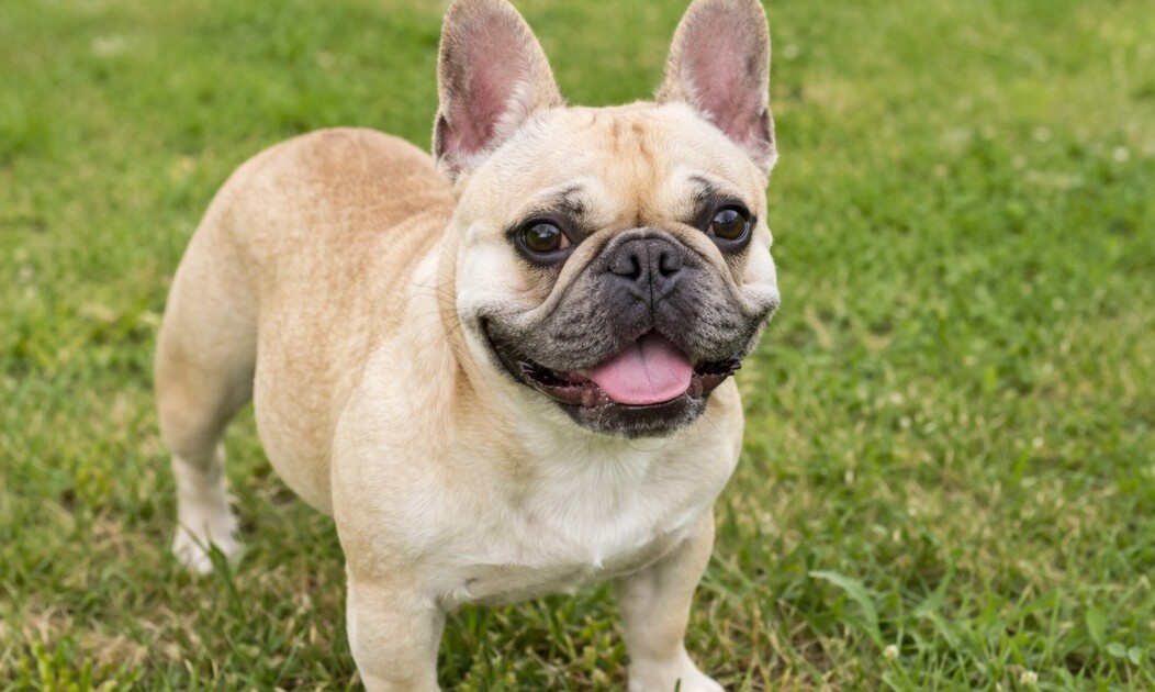 Llevó a su perra a bañar en Mar del Plata y se la devolvieron muerta: la sentencia histórica de la Justicia