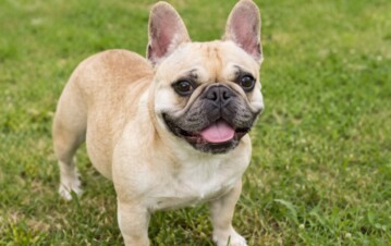 Llevó a su perra a bañar en Mar del Plata y se la devolvieron muerta: la sentencia histórica de la Justicia