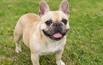 Llevó a su perra a bañar y se la devolvieron muerta: sentencia histórica de la Justicia.