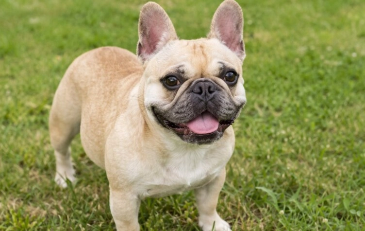 Llevó a su perra a bañar y se la devolvieron muerta: sentencia histórica de la Justicia.