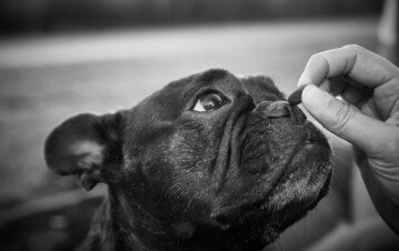 Llevó a su perra a bañar y se la devolvieron muerta: sentencia histórica de la Justicia. (Pixabay)