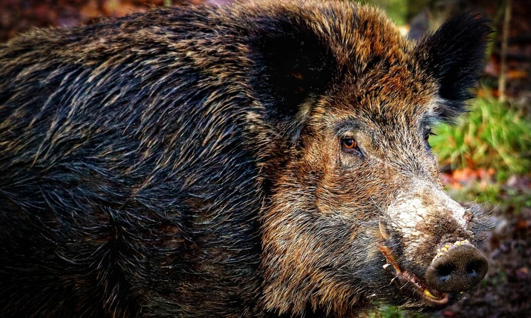Una Invasión Silenciosa: El Jabalí Asedia los Confines Patagónicos