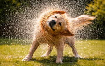 Por qué los perros se sacuden después de mojarse y qué significa