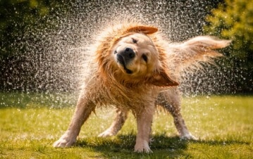 Por qué los perros se sacuden después de mojarse y qué significa.