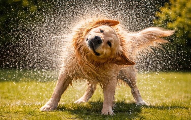 Por qué los perros se sacuden después de mojarse y qué significa.