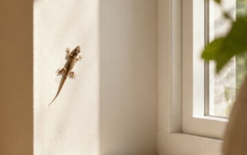 Qué significa que aparezcan lagartijas dentro de casa y por qué no siempre es una mala señal