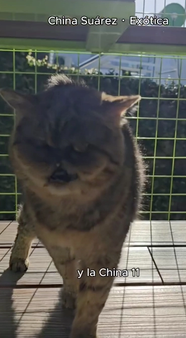 SEGUN LA GENTE DEL "HOTEL ESPACIO GATOS", LA "CHINA SUAREZ" ES "EXOTICA" Y TIENE 11 AÑOS.