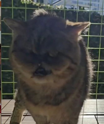 LA FAMOSA GATITA, MAULLANDO. ¿TENDRA IDEA DE TODO EL LIO QUE "ARMO"?